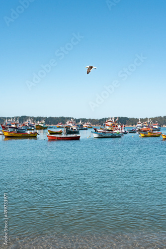 Vertical shot of colorful boats in Caleta Tumbes with the mountains in the background, a wide blue sea and a seagull flying, Chile.