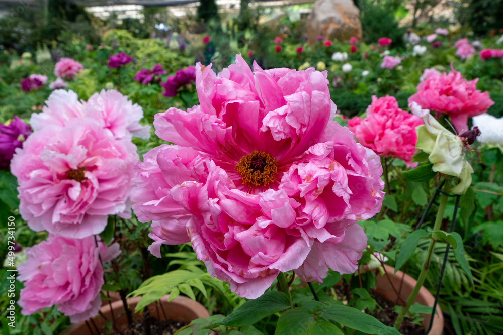 Peony (Moutan) in full bloom with pink petals.