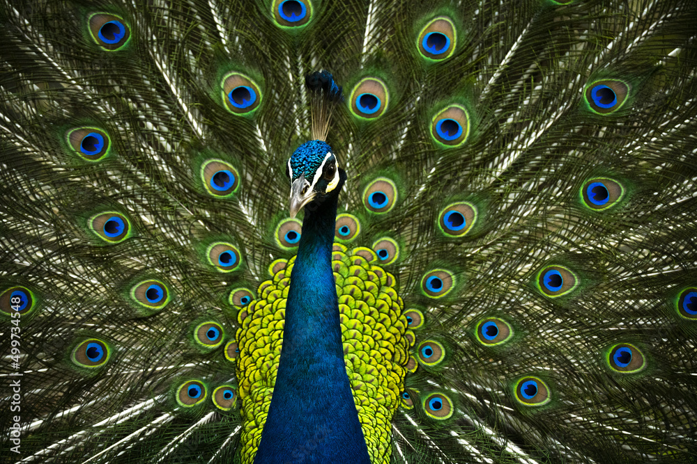 Fototapeta premium Paon, dans des couleurs sublimes, faisant la roue dans parc, très graphique proche d'une peinture