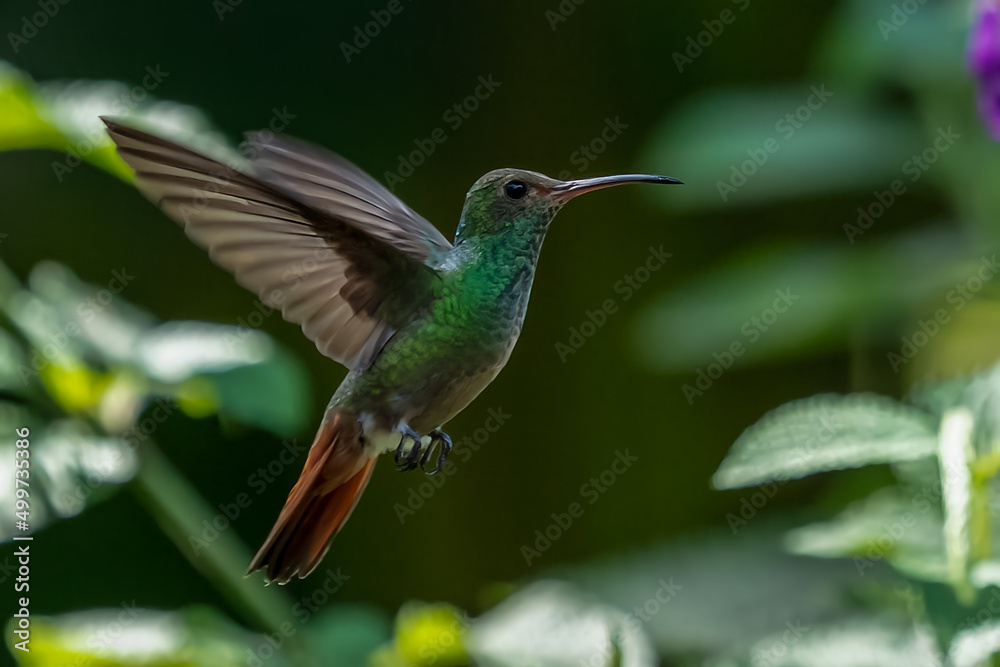 Green and blue hummingbird Sparkling Violetear flying next to beautiful yelow flower. Bird from Ecuador, tropical mountain forest. Wildlife scene from nature. Birdwatching in South America Green and blue hummingbird Sparkling Violetear flying next to beautiful yelow flower. Bird from Ecuador, tropical mountain forest. Wildlife scene from nature. Birdwatching in South America