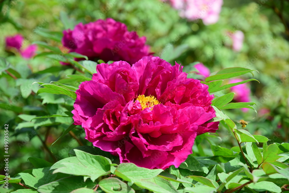 牡丹の花 牡丹の花