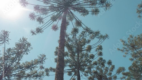 araucaria pine branches against sky photo