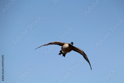 Goose Flying