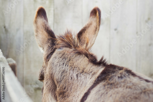 Large ears of a donkey in front of a rustic barn.