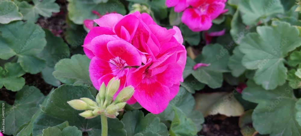 pink begonia flower isolated spring pink begonia flower isolated spring