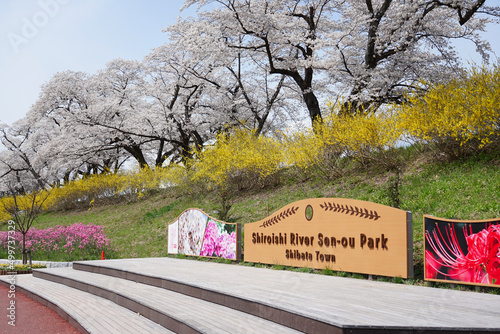 Beautiful cherry blossoms blooming in Shiroishi river sen-ou Park in Shibata town of Japan. photo
