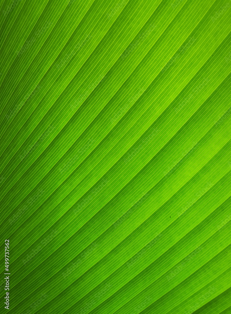 close up green leaf texture close up green leaf texture
