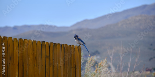 Mountain Bluebird