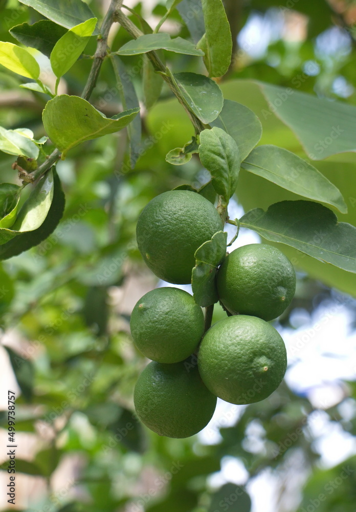 lemon on tree lemon on tree