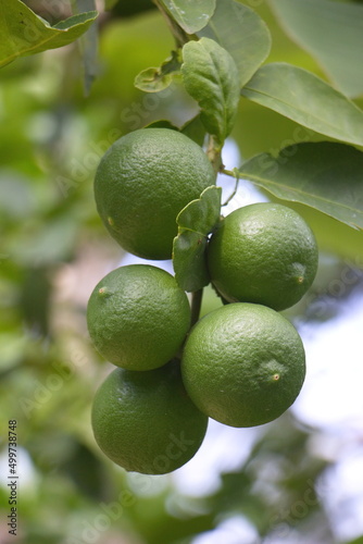 green lemon fruit on the tree