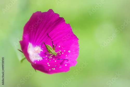 Spring Wildflowers in Texas