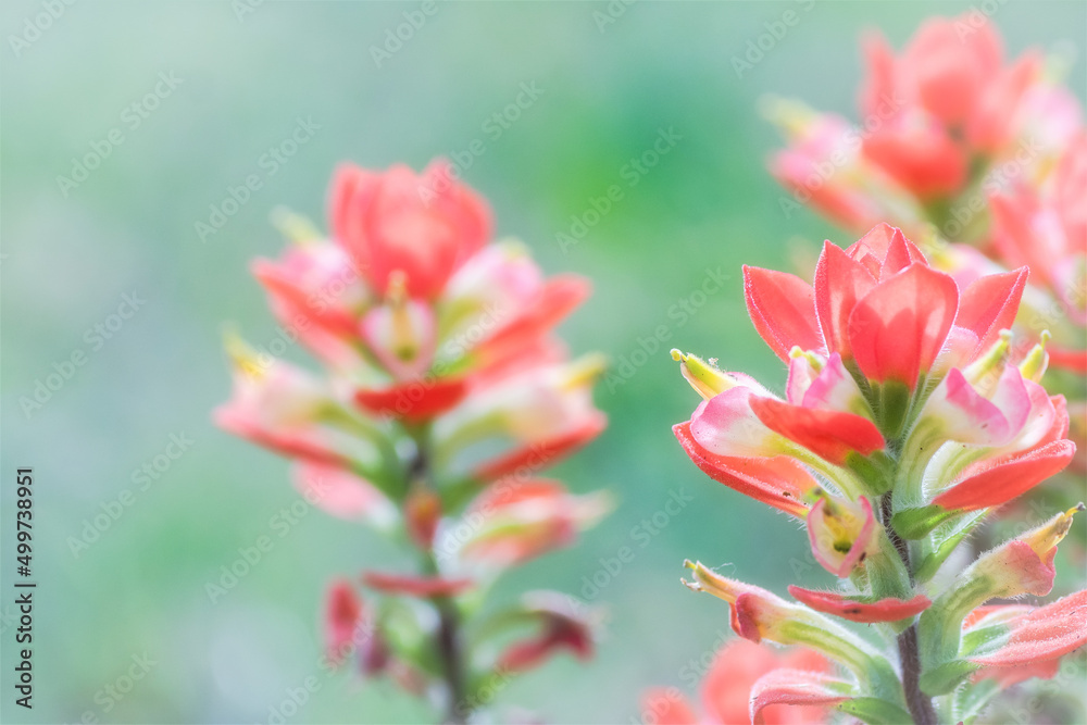 Spring Wildflowers in Texas Spring Wildflowers in Texas
