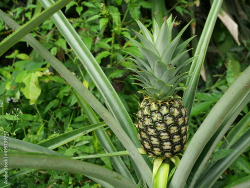 Young pineapple fruit on tree plant with natural green background, Tasty tropical fruit on the farmland