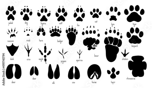 Animal footprints variety of animal paw prints.