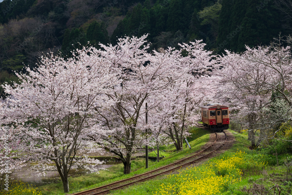 桜並木を通る春の鉄路 桜並木を通る春の鉄路