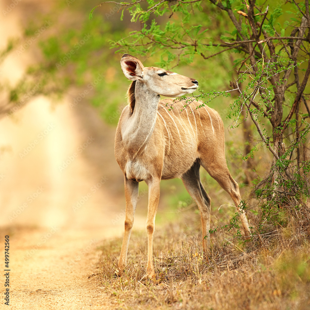Fototapeta premium The buck stops here. Full length shot of a male Nyala on the plains of Africa.