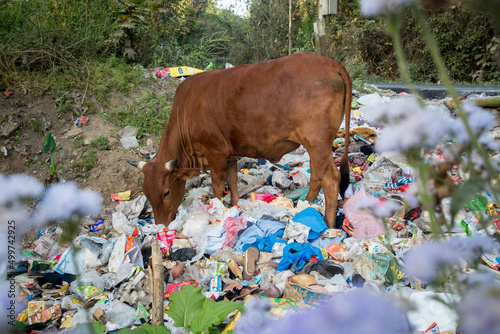 Uttarakhand, INDIA - April 2nd 2022 : Cows eating garbage full of plastics and others toxic waste dumped roadside. photo