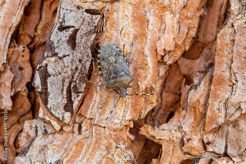 Halys halyomorpha. Stink bug on pine bark. photo