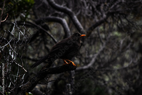 bird on tree