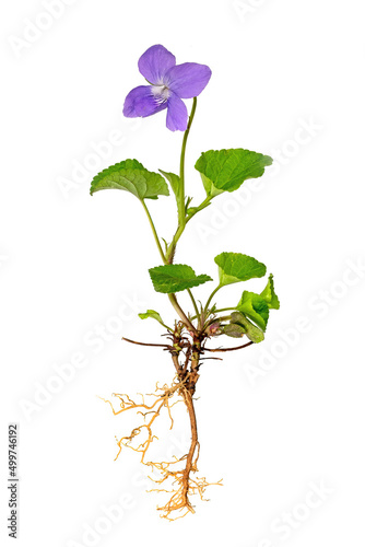 Whole blue violet plant with roots and flower