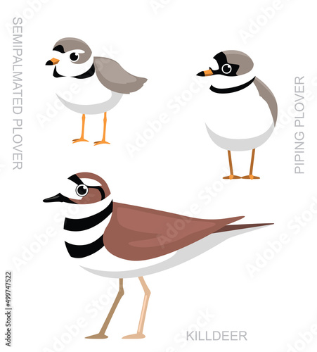 Cute Bird Plover Killdeer Set Cartoon Vector
