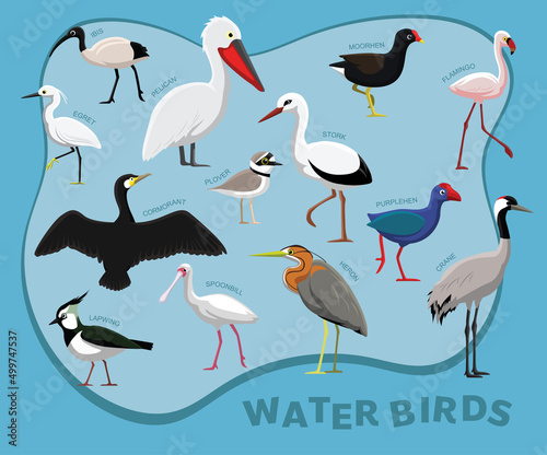 Cute Bird Water Set Cartoon Vector