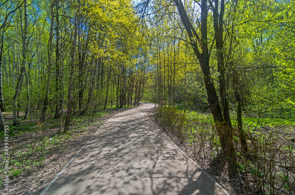 Footpath in the spring forest. Footpath in the spring forest.