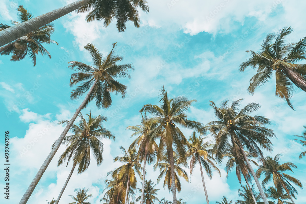 Fototapeta premium Tropical palm tree with blue sky and cloud abstract background. Summer vacation and nature travel adventure concept.