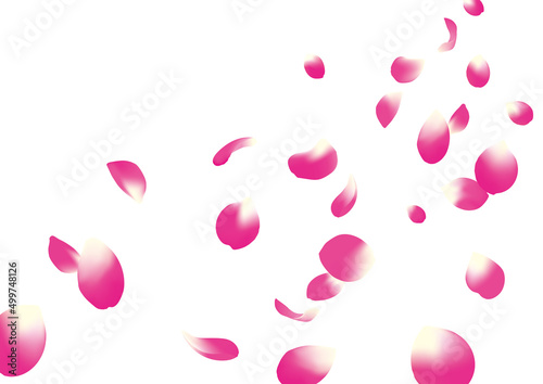 ショッキングピンクのバラのような花びら