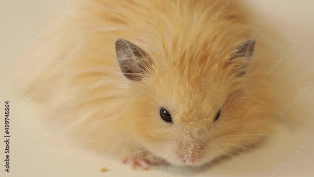 Syrian fluffy hamster close-up. animal rodent Syrian fluffy hamster close-up. animal rodent