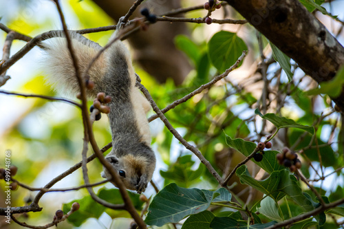 squirrel