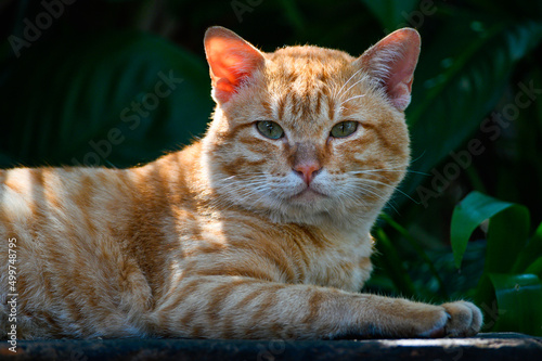 orange fur cat