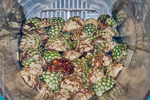 Pineapple agave already cut and ready to be cooked inside the oven
