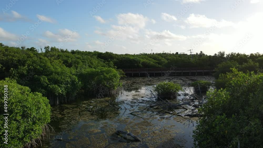 mangrove tour with a drone in the Riviera maya mangrove tour with a drone in the Riviera maya