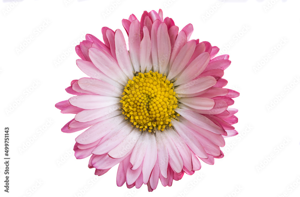 daisy flower isolated