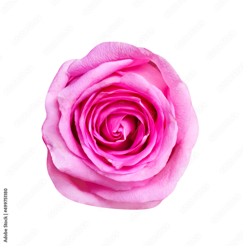 Rose pink flower colorful skin patterns close up isolated on white background , clipping path Rose pink flower colorful skin patterns close up isolated on white background , clipping path