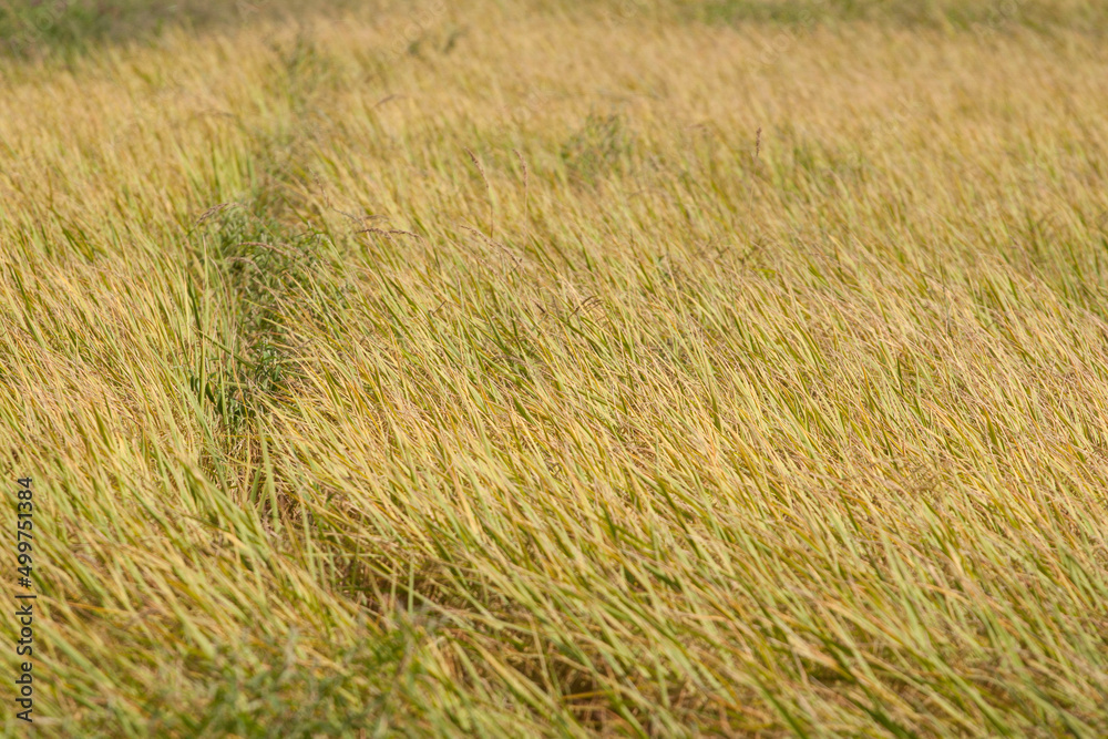 Yellow rice fields waiting to be harvested for sale - consumption and sent to industrial factories for processing into other products in Thailand. Yellow rice fields waiting to be harvested for sale - consumption and sent to industrial factories for processing into other products in Thailand.
