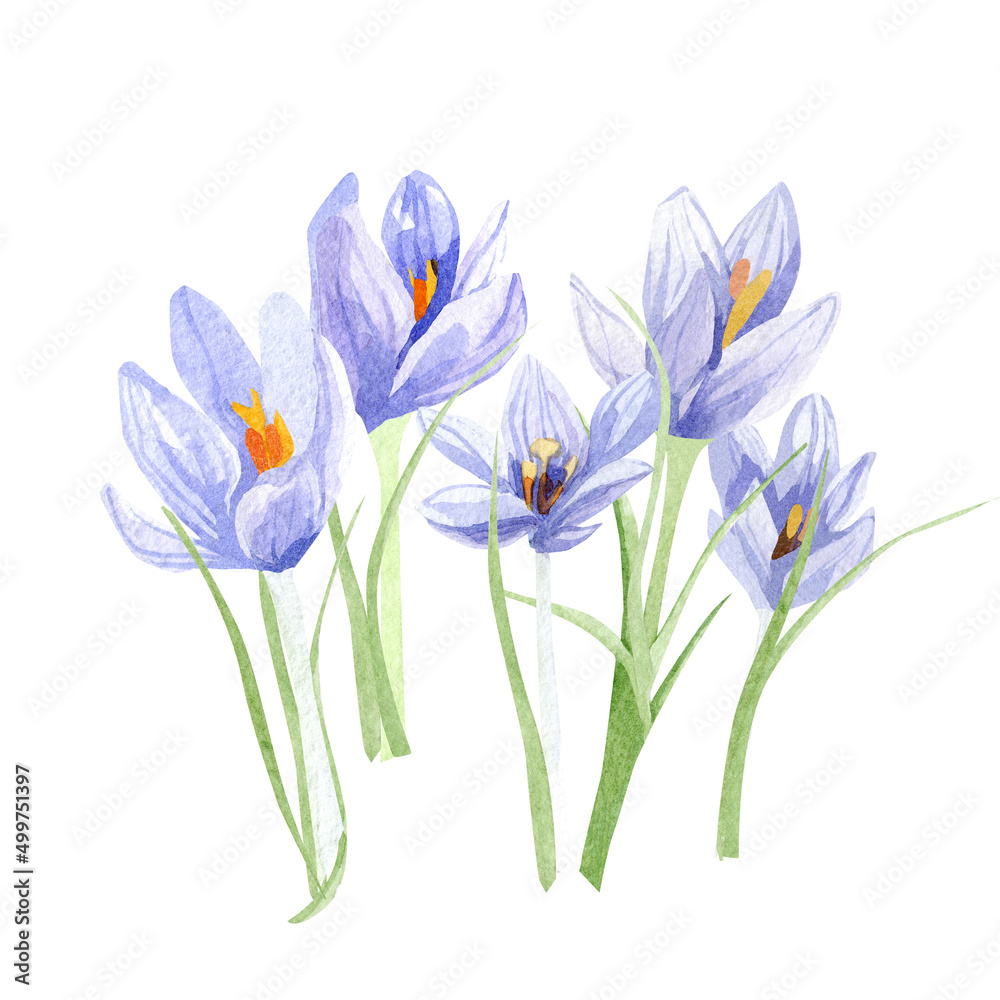 Naklejka premium Watercolor crocuses illustration. Hand painted field floral bouquet for wedding invite, greeting card, poster. Beautiful spring wildflower