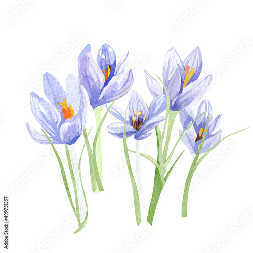 Watercolor crocuses illustration. Hand painted field floral bouquet for wedding invite  greeting card  poster. Beautiful spring wildflower