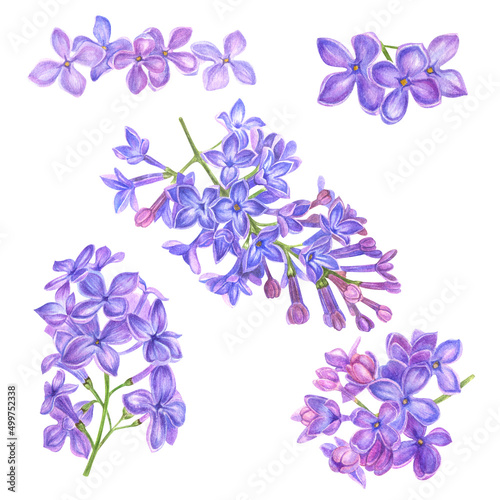 Watercolor lilac flowers. Watercolor violet flowers isolated on white background
