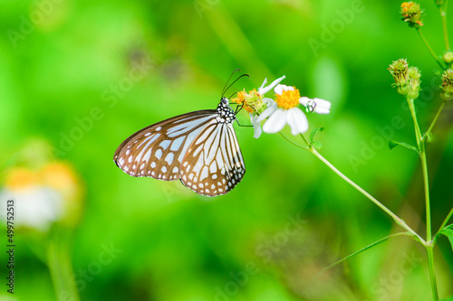 Beautiful butterflies in nature are searching for nectar from flowers in the Thai region of Thailand. © STOCK PHOTO 4 U