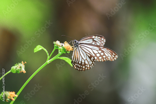 Beautiful butterflies in nature are searching for nectar from flowers in the Thai region of Thailand. © STOCK PHOTO 4 U