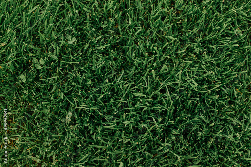 Background image of lush, long and colored in several kinds of dark green cool shades of growing grass lawn. top view. copy space Background image of lush, long and colored in several kinds of dark green cool shades of growing grass lawn. top view. copy space