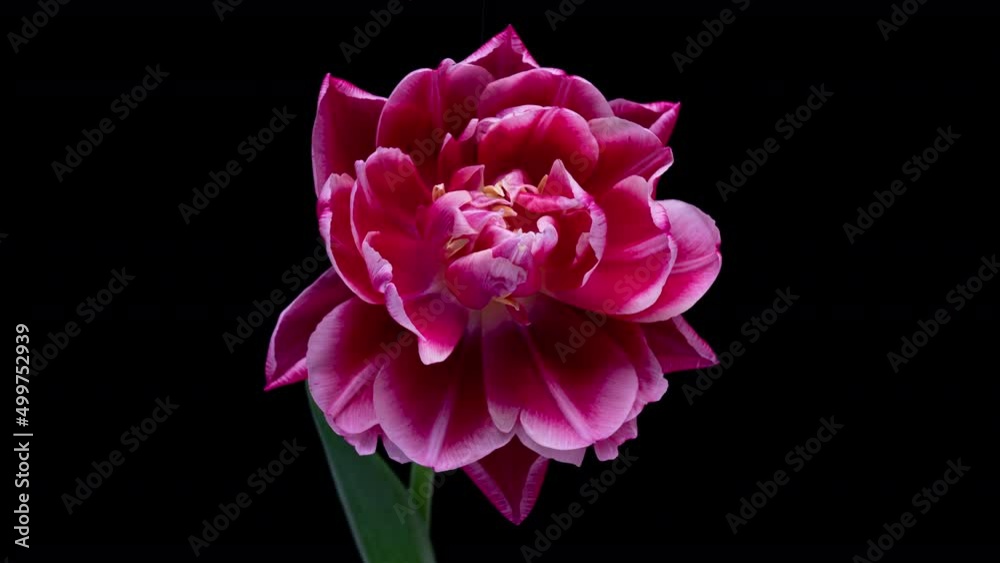 Peony tulip blooms, time lapse, on a black background 4k video Peony tulip blooms, time lapse, on a black background 4k video