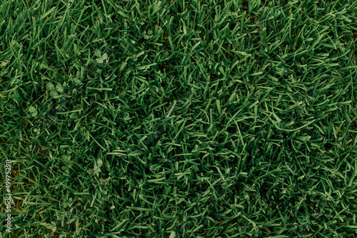 Background image of lush, long and colored in several kinds of dark green cool shades of growing grass lawn. top view. copy space