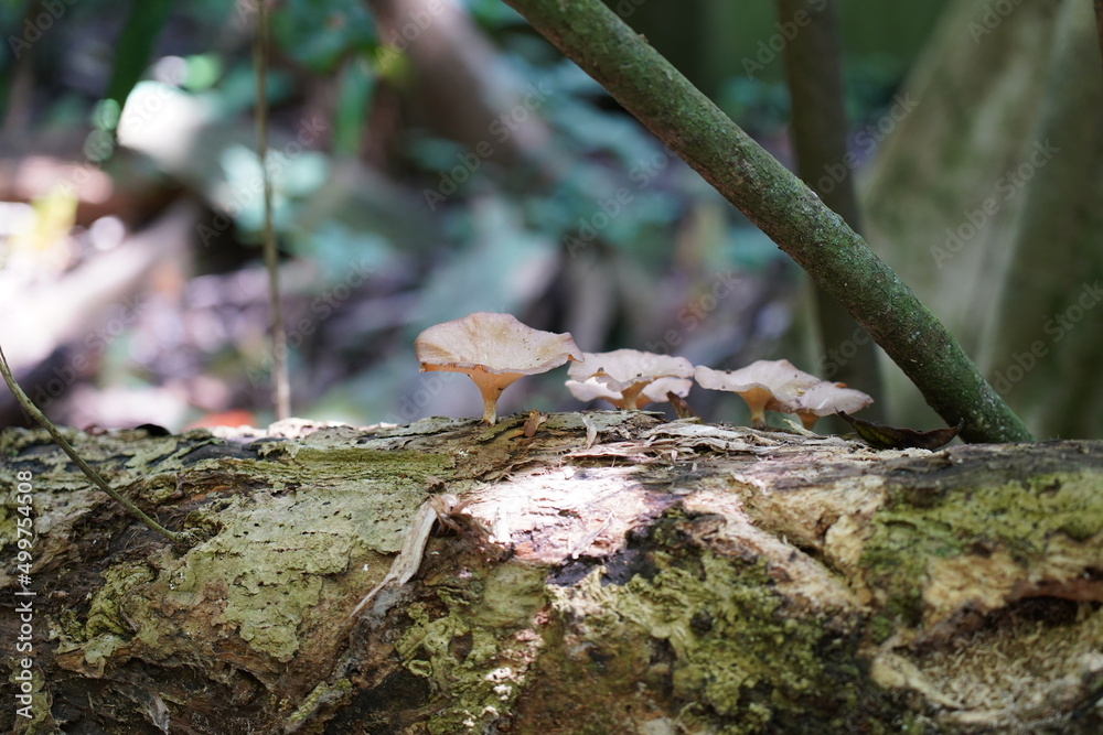 mushroom on the tree