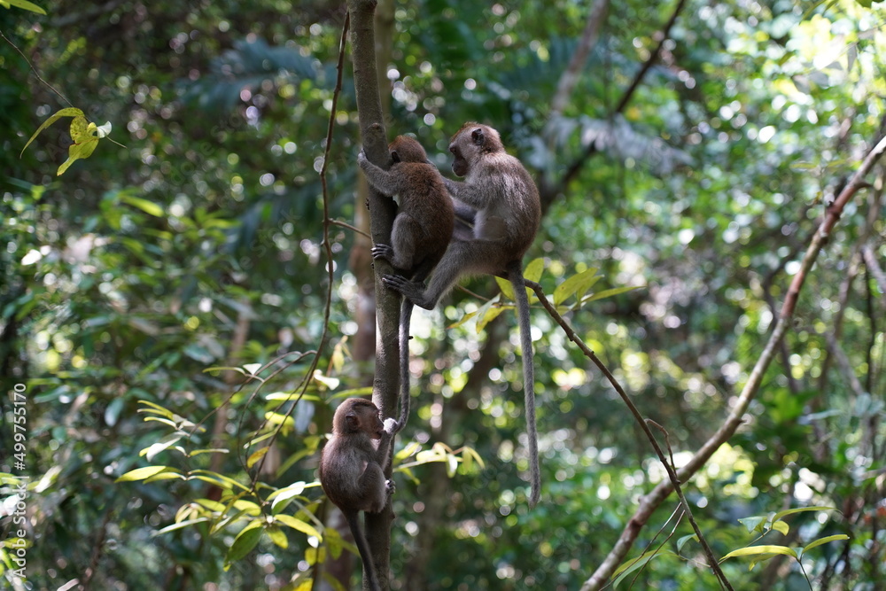 Monkey sitting on a tree Monkey sitting on a tree
