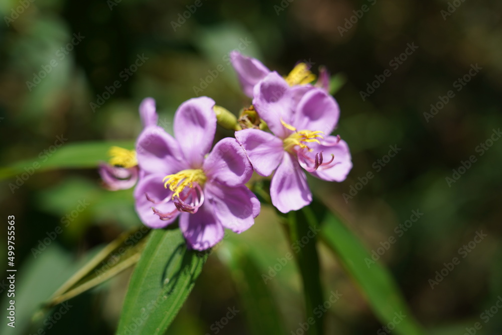 Malabar melastome|Melastoma malabathricum|Common Melastoma|野牡丹|purple flowers in the garden