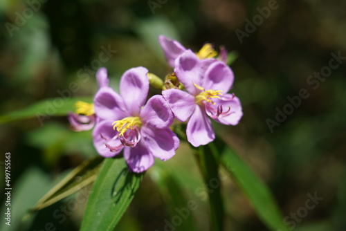 Malabar melastome|Melastoma malabathricum|Common Melastoma|野牡丹|purple flowers in the garden © Jimmy