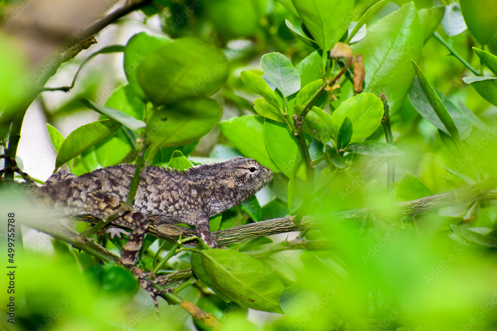 Obraz premium A beautiful lizard on the branch in forest.